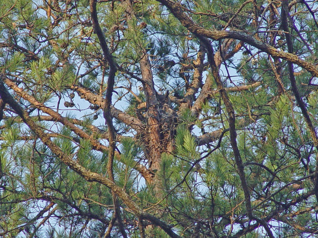 Great Horned Owl