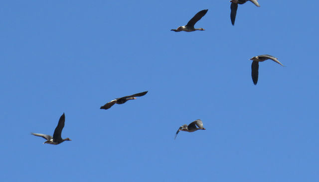 Greater White-fronted Goose