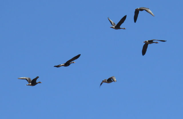 Greater White-fronted Goose
