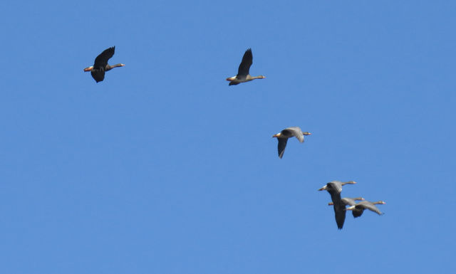 Greater White-fronted Goose