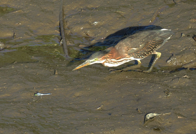 Green Heron