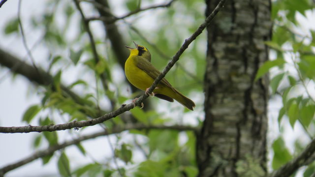 Kentucky Warbler