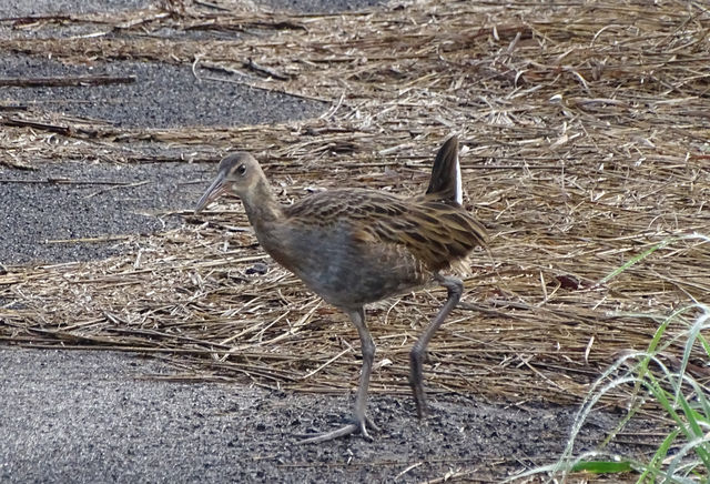 King Rail