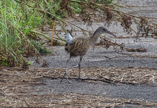 King Rail