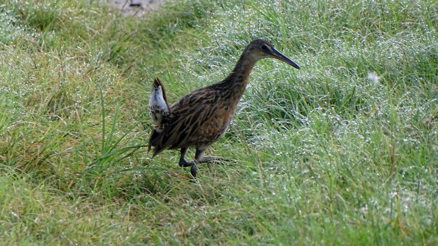 King Rail