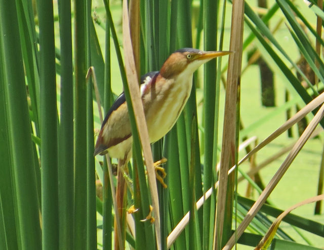 Least Bittern