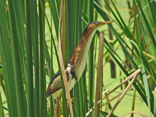 Least Bittern