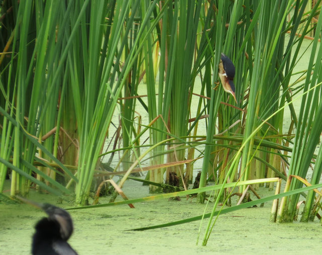 Least Bittern