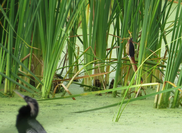 Least Bittern