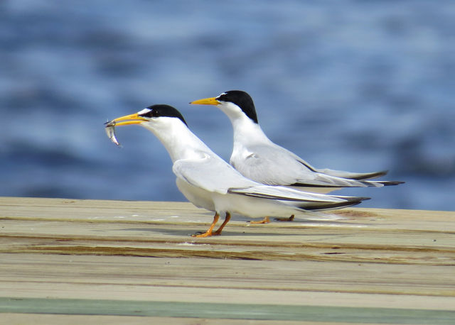Least Tern