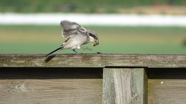 Loggerhead Shrike