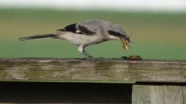 Loggerhead Shrike