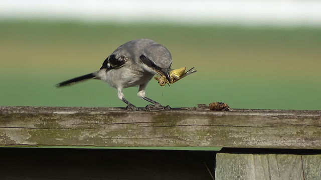 Loggerhead Shrike