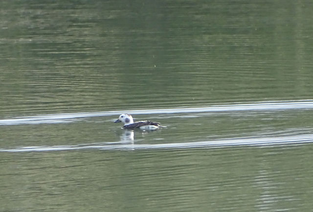 Long-tailed Duck