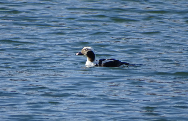 Long-tailed Duck