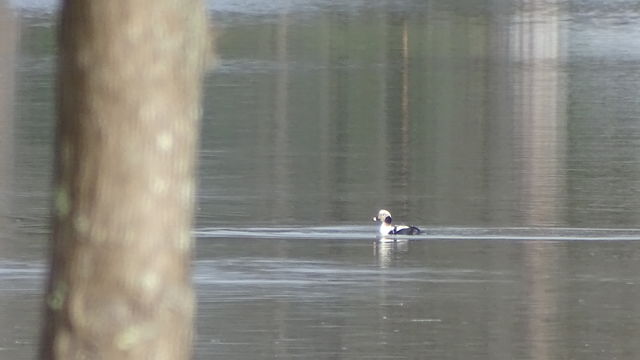 Long-tailed Duck