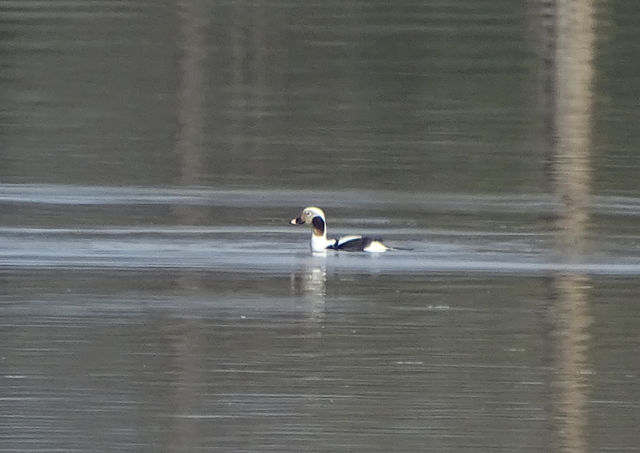 Long-tailed Duck