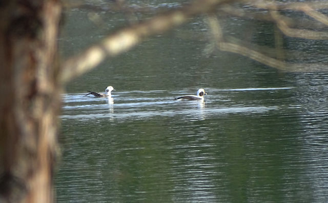 Long-tailed Duck