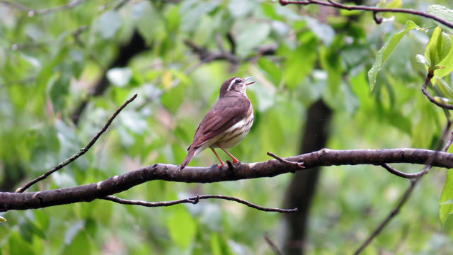 Louisiana Waterthrush