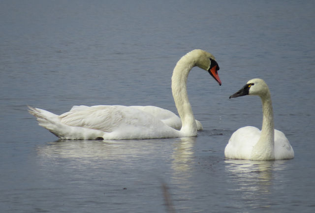 Mute Swan