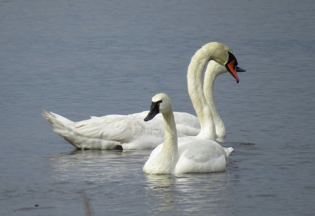 Mute Swan