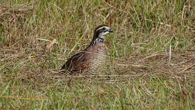 Northern Bobwhite