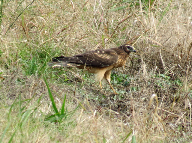 Northern Harrier