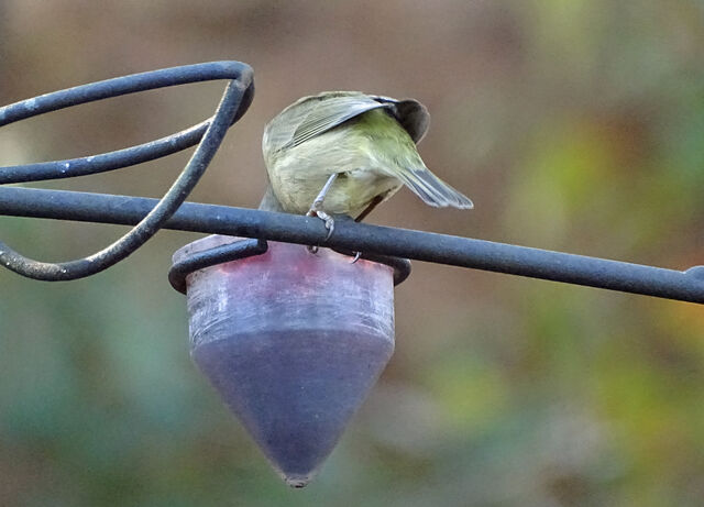 Orange-crowned Warbler
