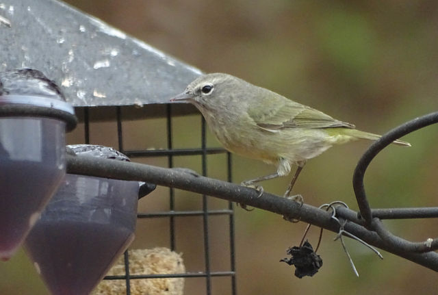 Orange-crowned Warbler