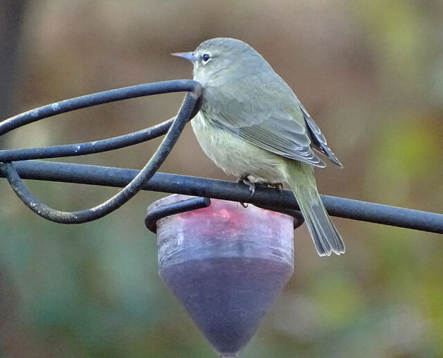 Orange-crowned Warbler