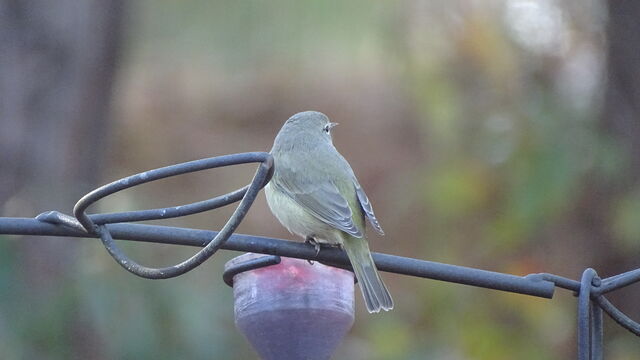 Orange-crowned Warbler
