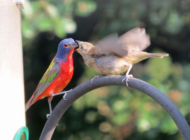 Painted Bunting