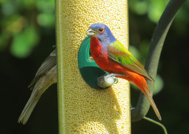 Painted Bunting