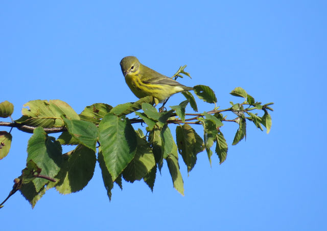 Prairie Warbler