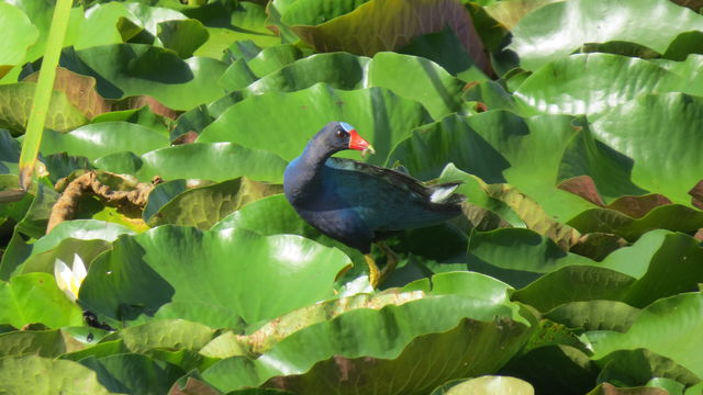 Purple Gallinule