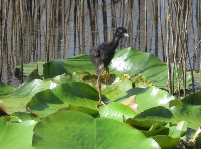 Purple Gallinule