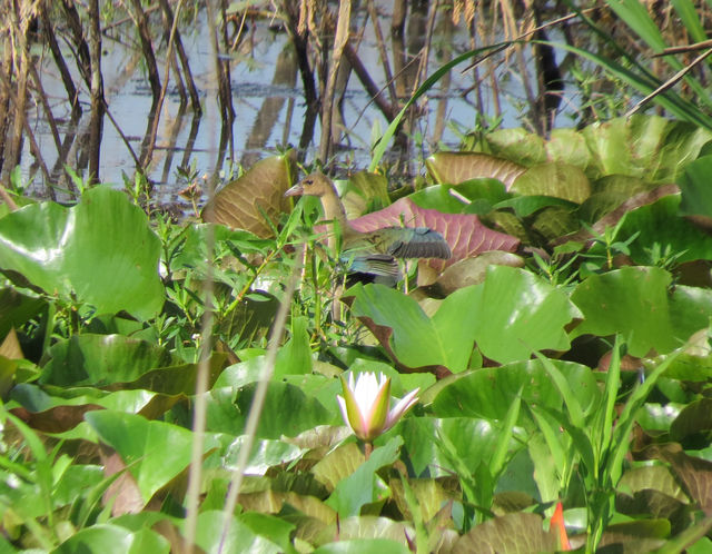 Purple Gallinule