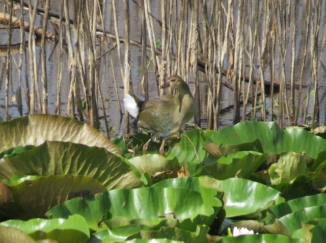 Purple Gallinule