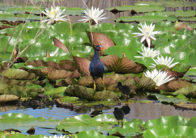 Purple Gallinule