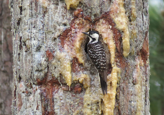 Red-cockaded Woodpecker