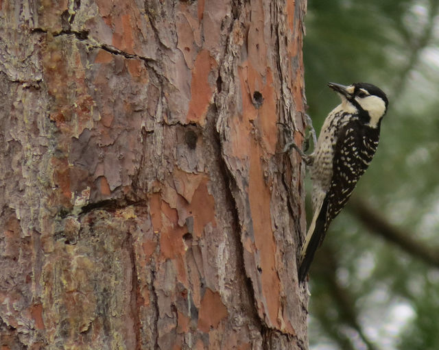 Red-cockaded Woodpecker