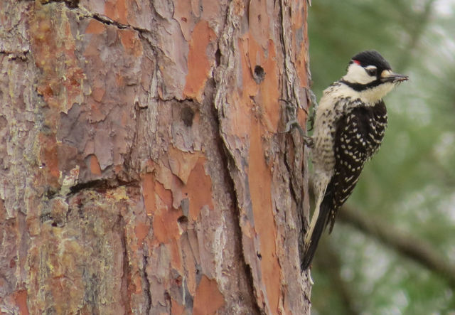 Red-cockaded Woodpecker