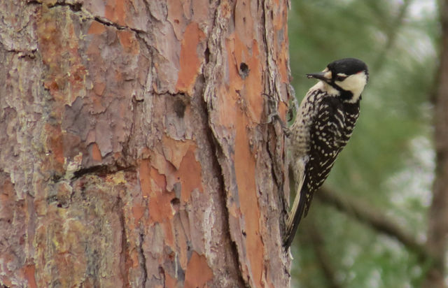 Red-cockaded Woodpecker