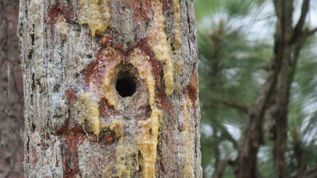 Red-cockaded Woodpecker