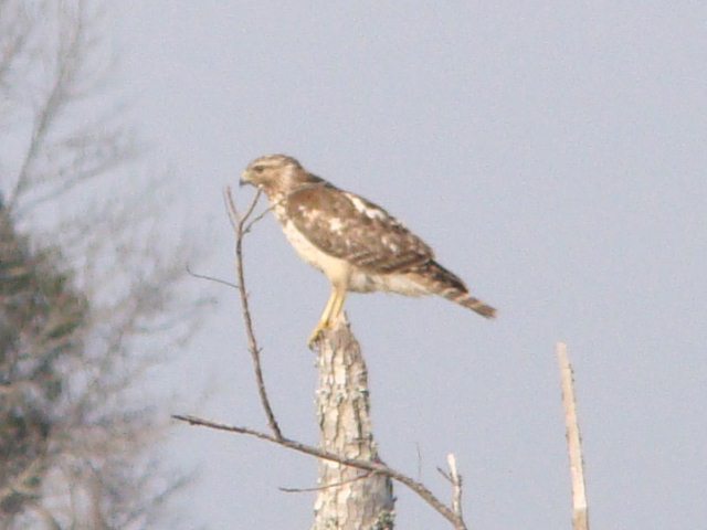Red-shouldered Hawk