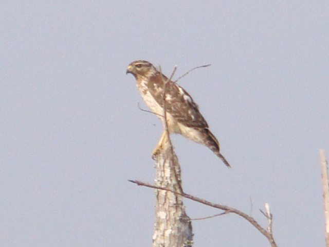 Red-shouldered Hawk