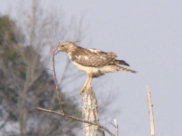 Red-shouldered Hawk