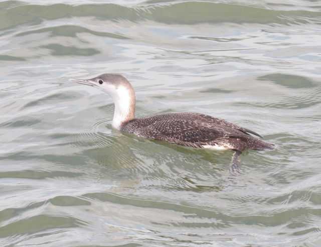 Red-throated Loon