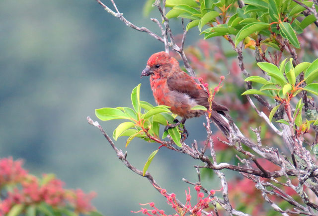 Red Crossbill