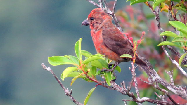 Red Crossbill
